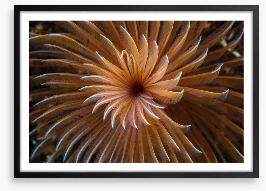 The feather duster