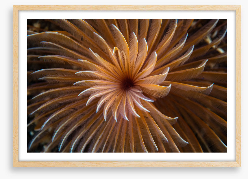The feather duster