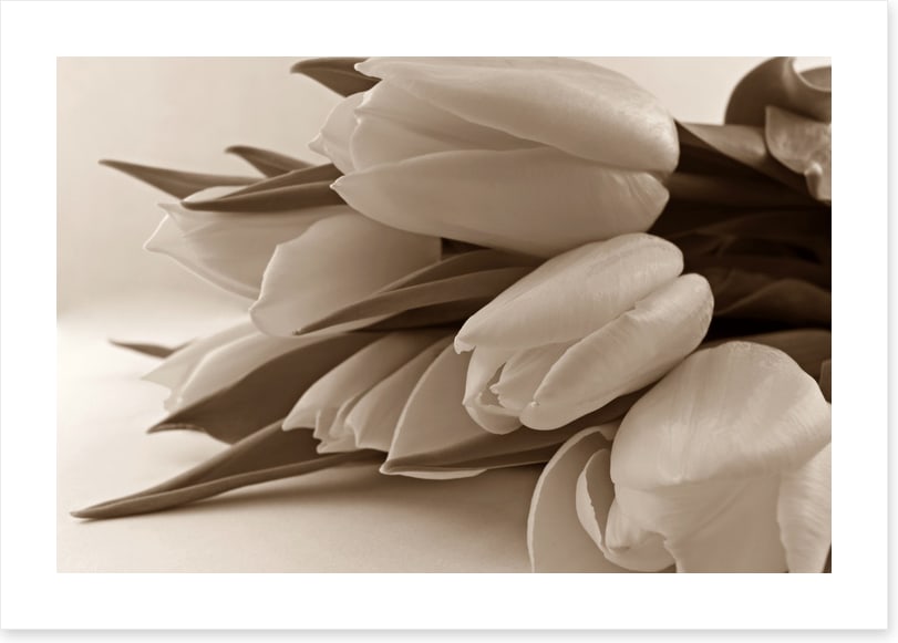 The time of tulips