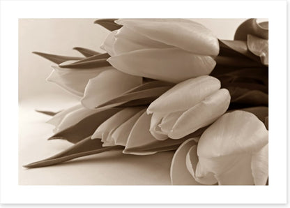 The time of tulips