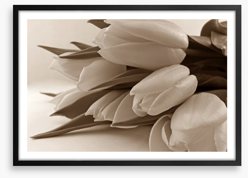 The time of tulips