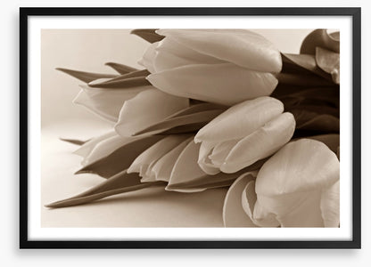 The time of tulips