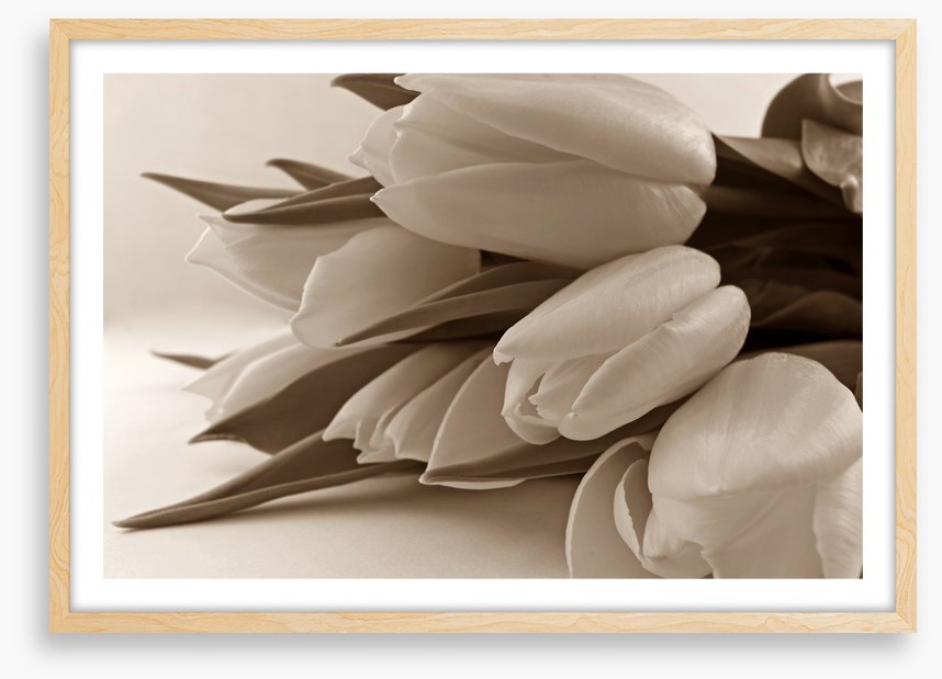 The time of tulips