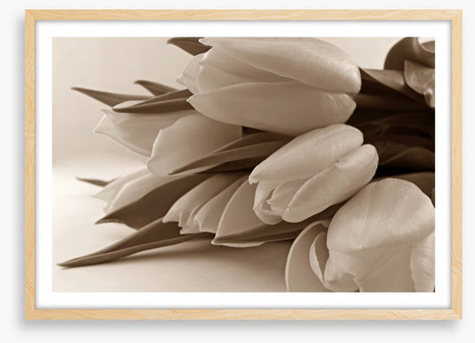 The time of tulips