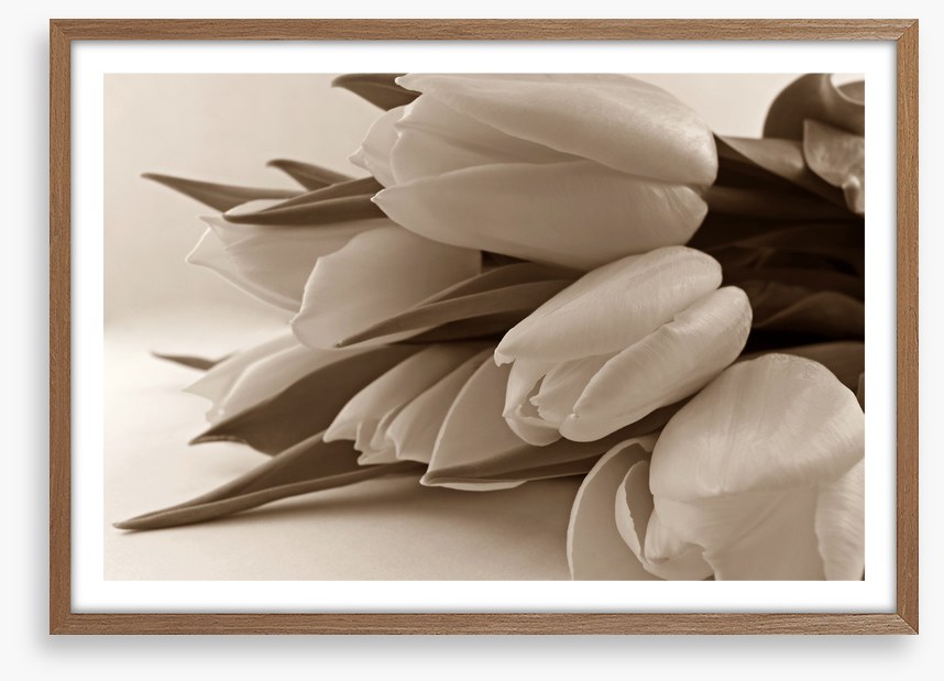 The time of tulips