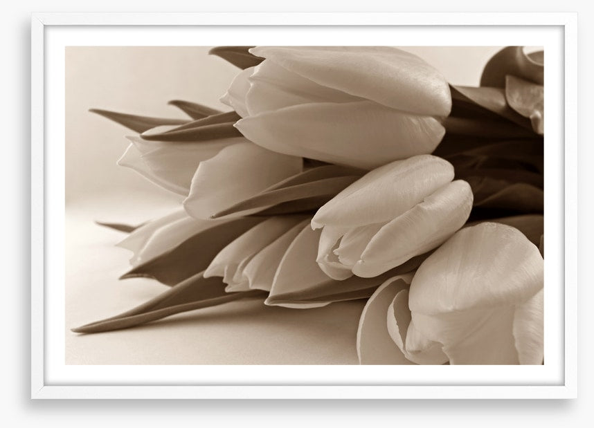 The time of tulips