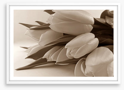 The time of tulips