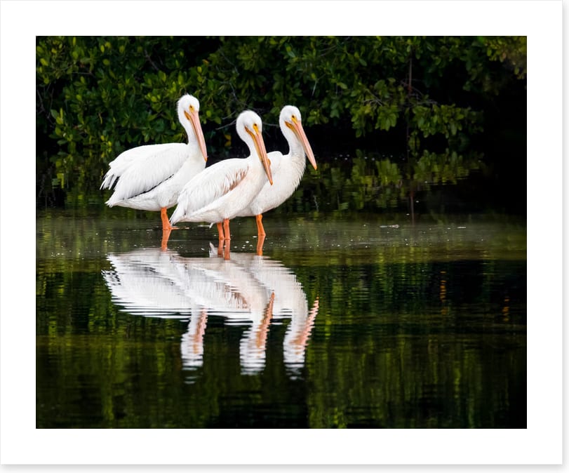 Pelican three