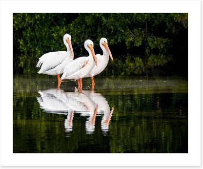 Pelican three