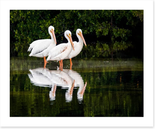 Pelican three