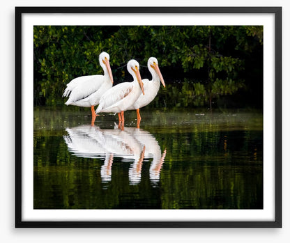 Pelican three
