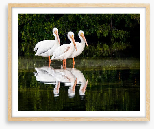 Pelican three