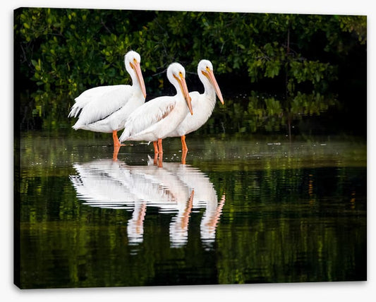 Pelican three