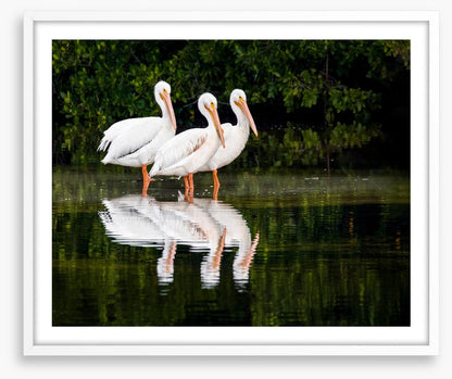 Pelican three