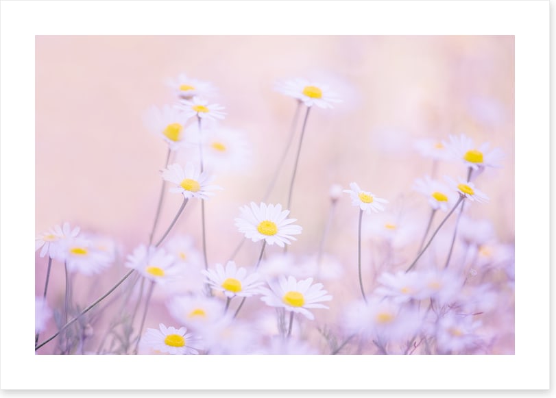 Daisy daze