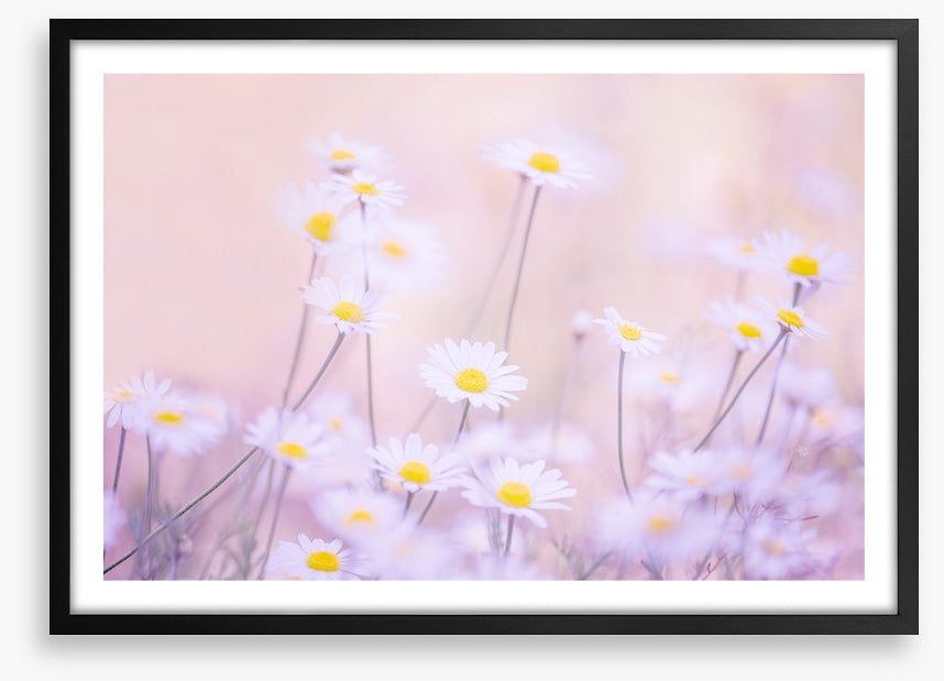 Daisy daze