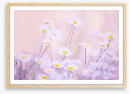 Daisy daze