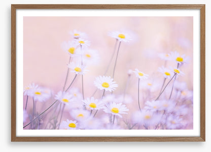 Daisy daze