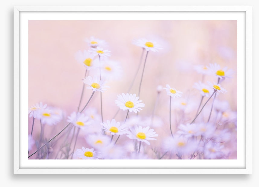Daisy daze