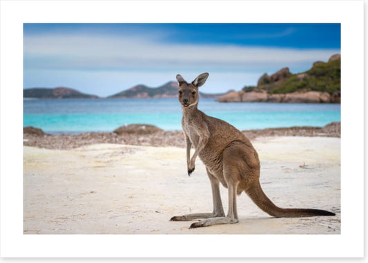 Lucky Bay kangaroo