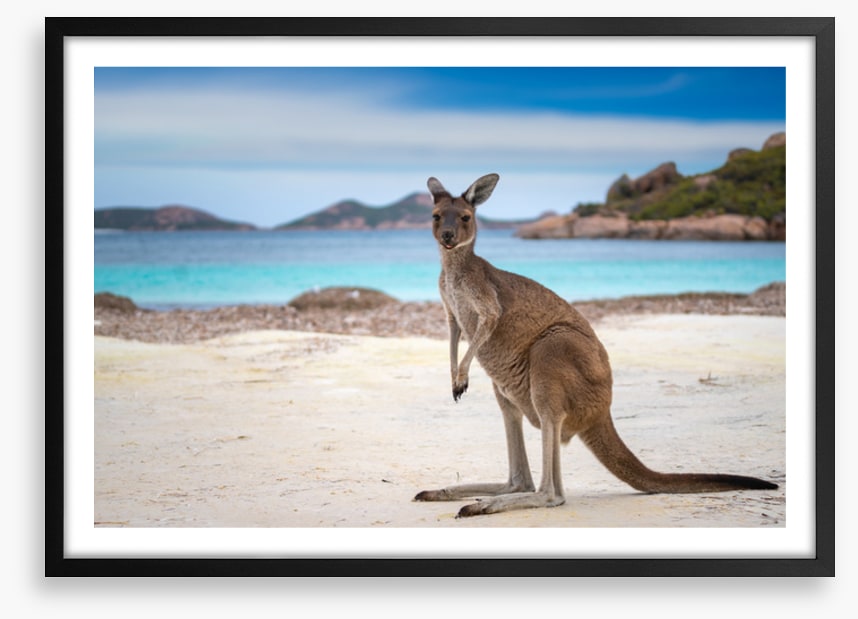 Lucky Bay kangaroo