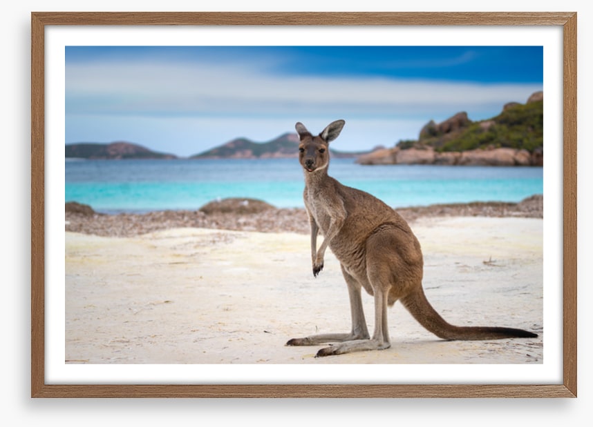 Lucky Bay kangaroo