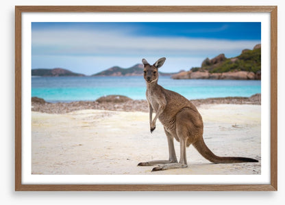 Lucky Bay kangaroo