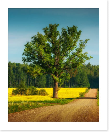 Past the old oak