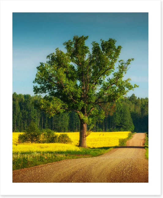Past the old oak