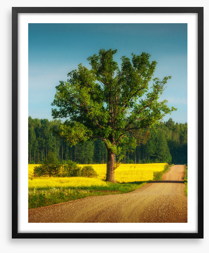 Past the old oak