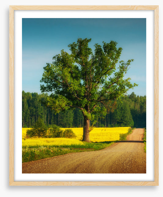 Past the old oak