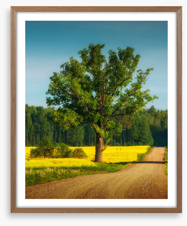 Past the old oak
