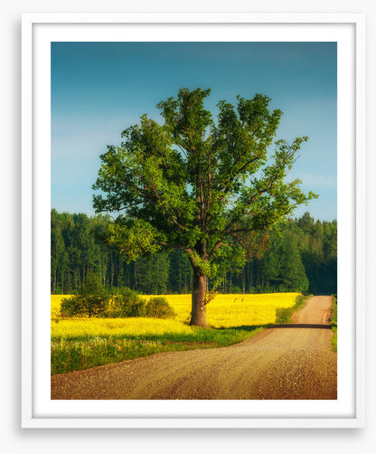 Past the old oak