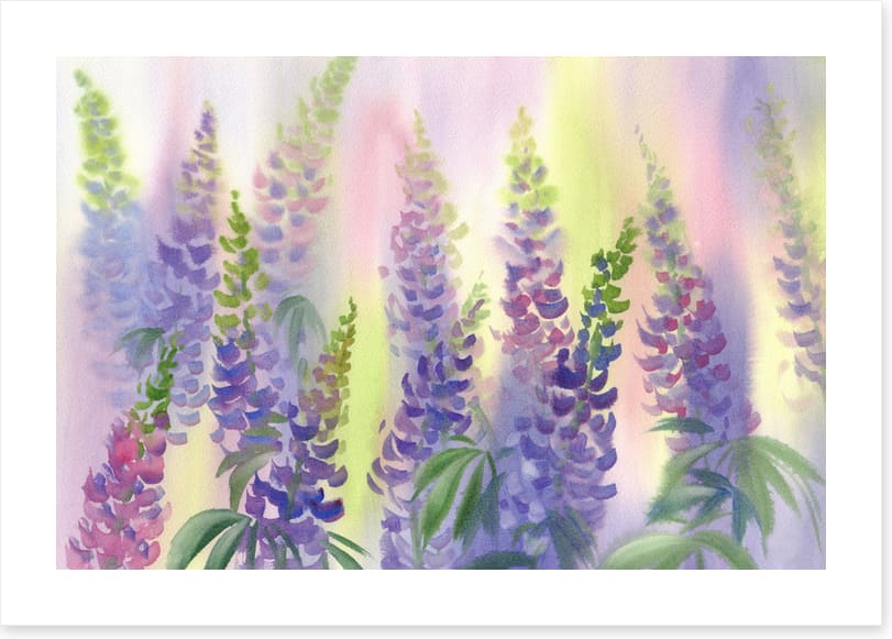 Wild lupine aquarelle