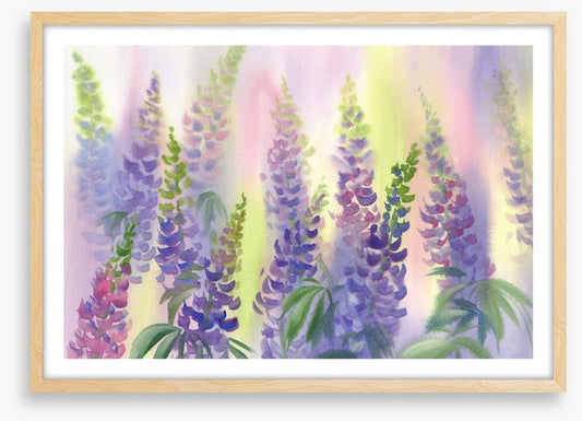 Wild lupine aquarelle
