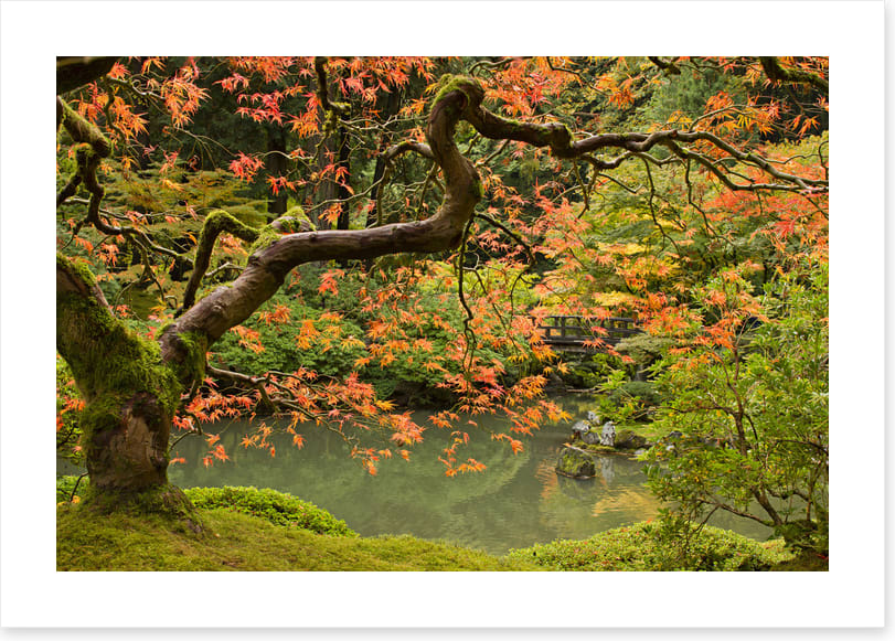 Behind the maple