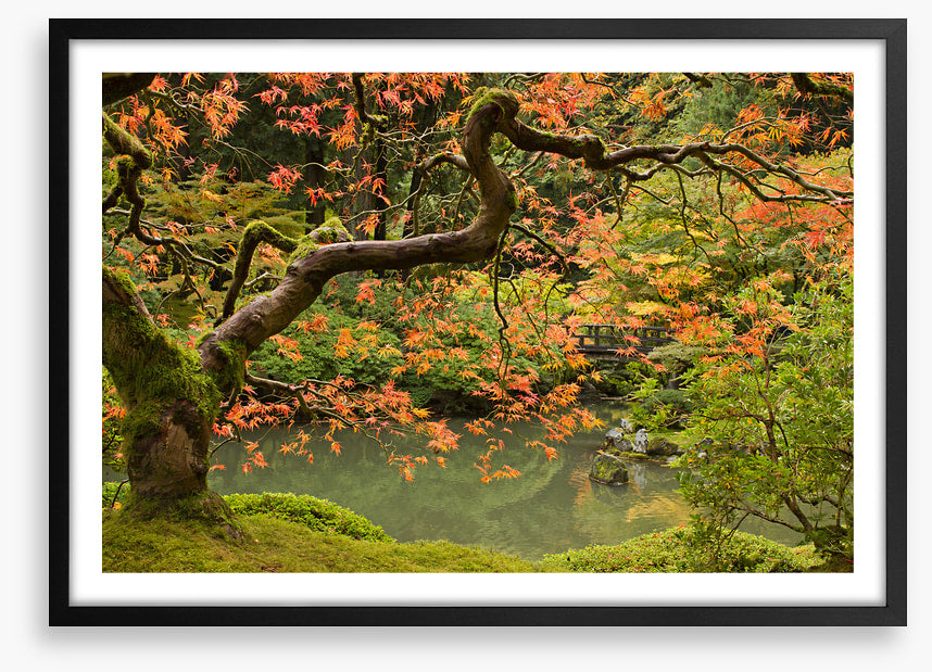 Behind the maple