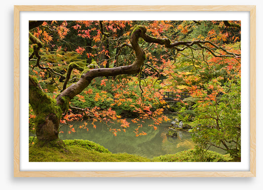 Behind the maple