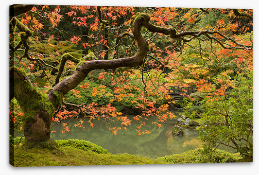 Behind the maple