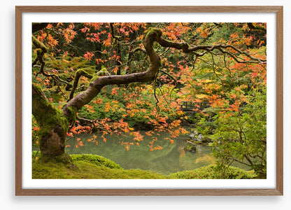 Behind the maple