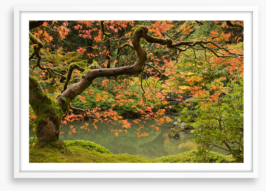 Behind the maple