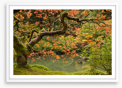 Behind the maple