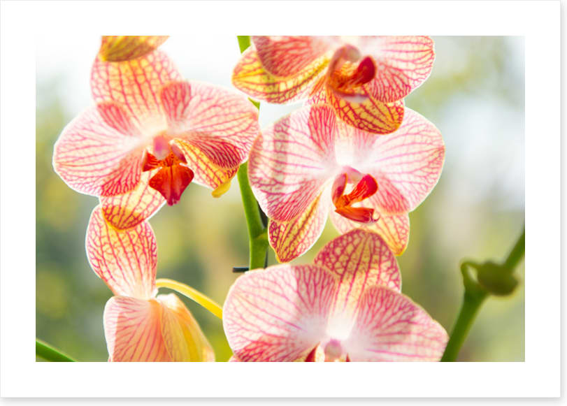 Orchid sunshine