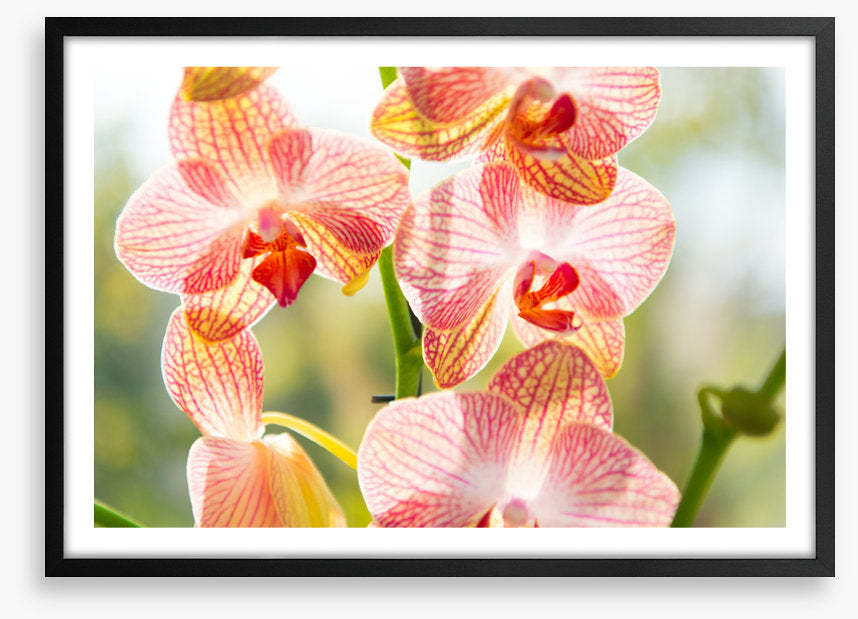 Orchid sunshine