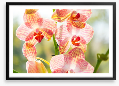 Orchid sunshine
