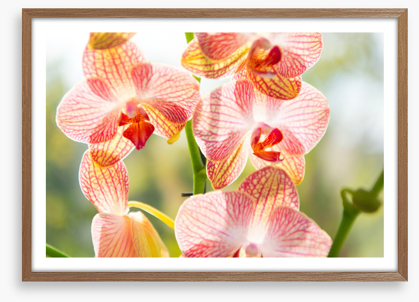 Orchid sunshine