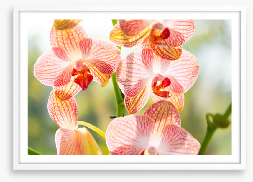 Orchid sunshine