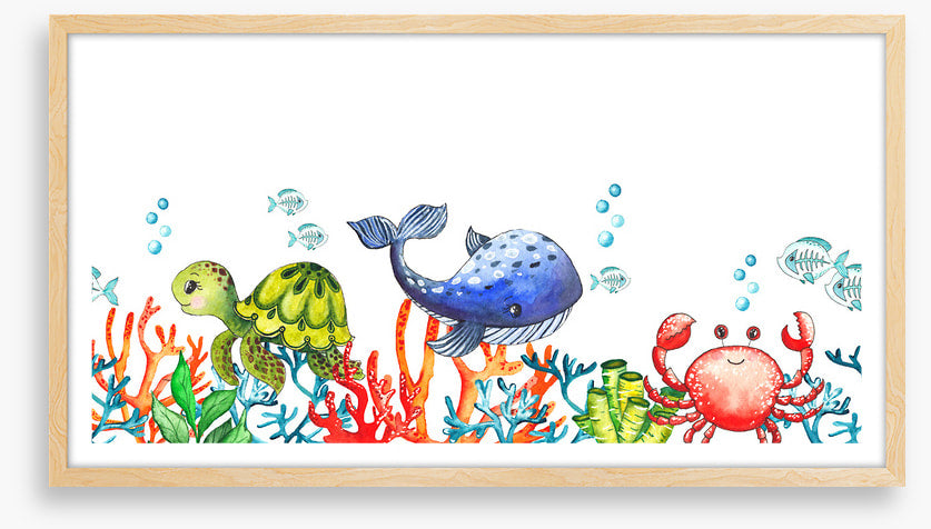 Coral congregation