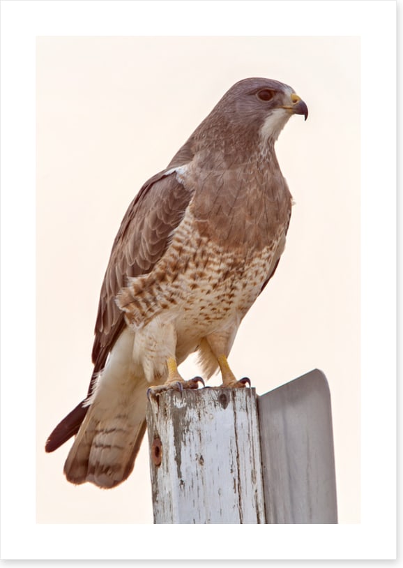 Hawkish
