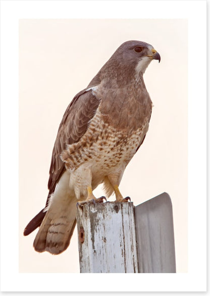 Hawkish